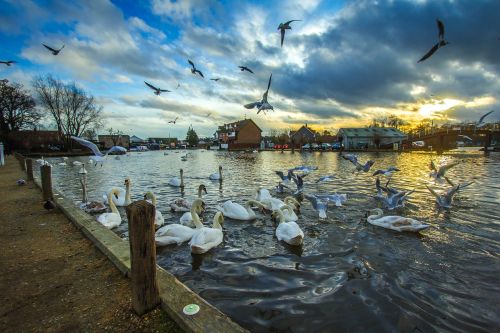 wroxham england swans