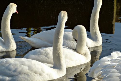 swans nature swan