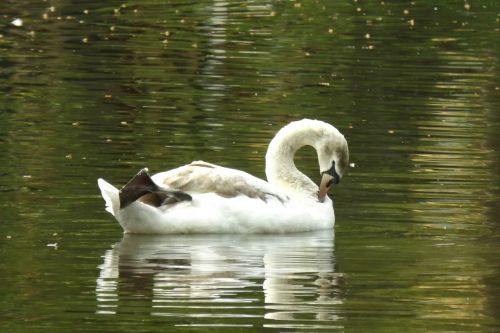 swans water swan