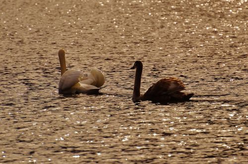 swans waterfowl feather