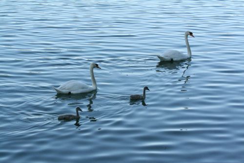 swans schanfamilie lake