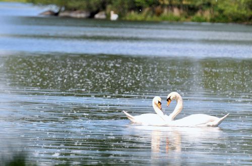 swans ponds ducks