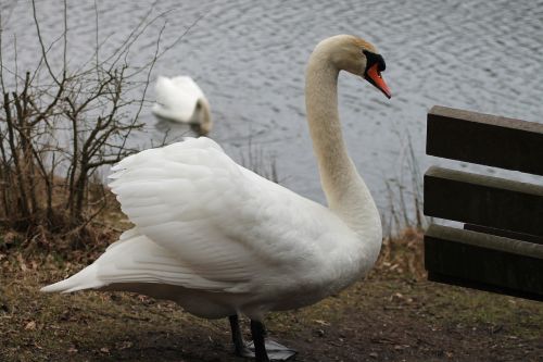 swans couple swimming birds