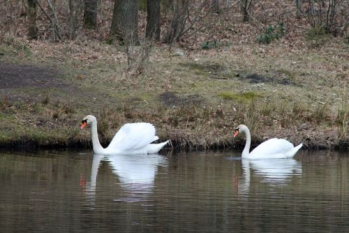 swans birds couple