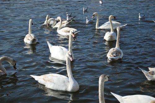 swans a white swan swan