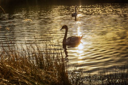 swans sun water