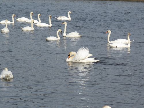 swans water white