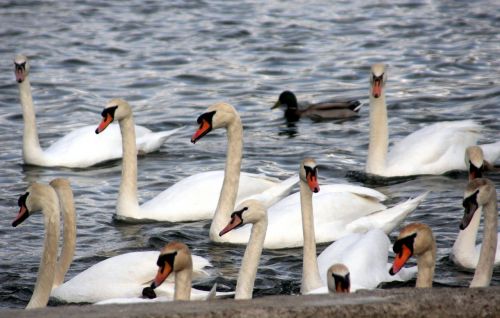 swans beak feathers