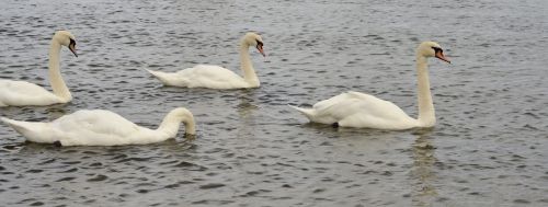 swans birds nature