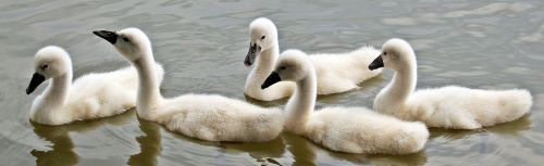 swans baby swans water