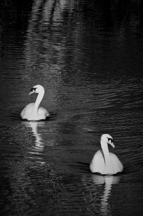 Swans