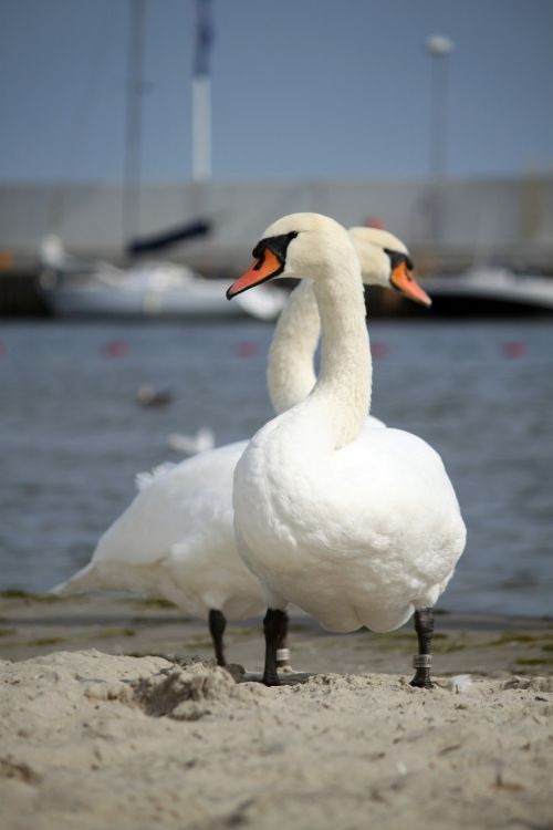 swans birds wild birds