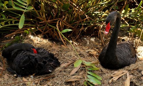 swans black couple