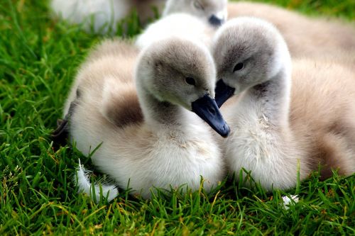 swans chicks nature