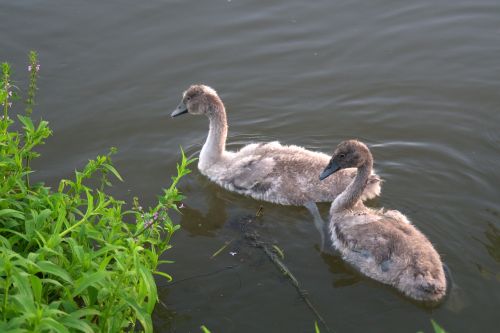 swans swan young swans