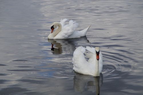 swans waterfowl beautiful