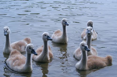 swans mladata group