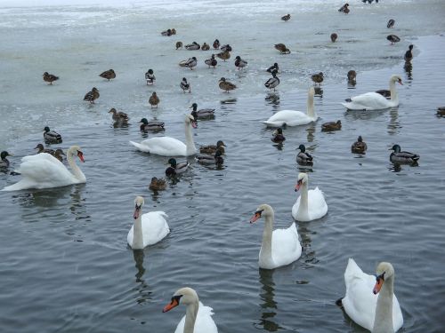 swans ducks pond