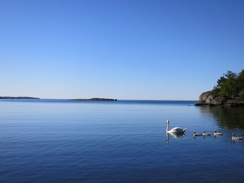 swans sea blue