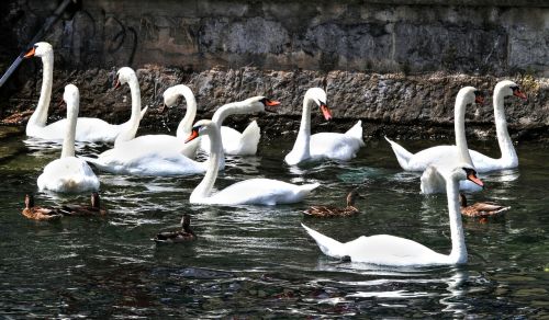 swans swan animal