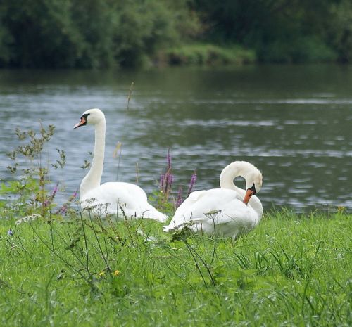 swans white bird
