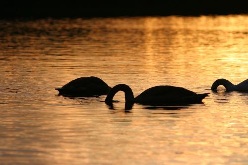 swans lake sunset