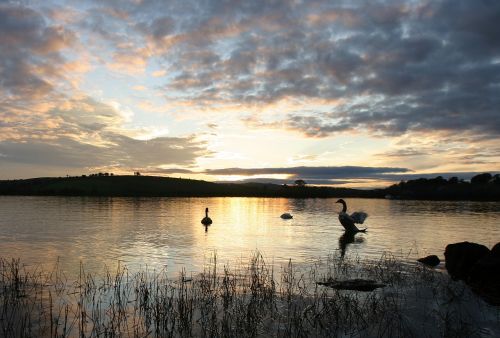swans lake sunset