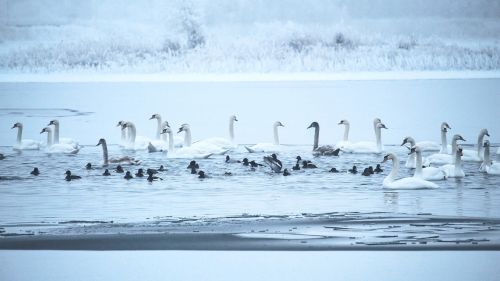 swans winter lake