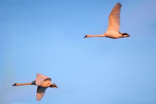 swans birds fly