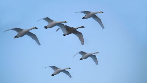 swans fly birds
