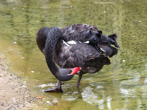 swans black swan bird