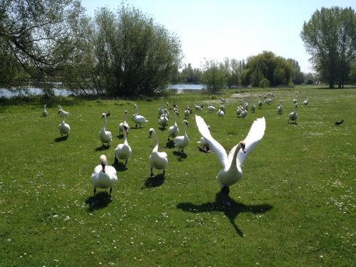 swans birds wildlife
