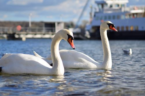 swans sea water