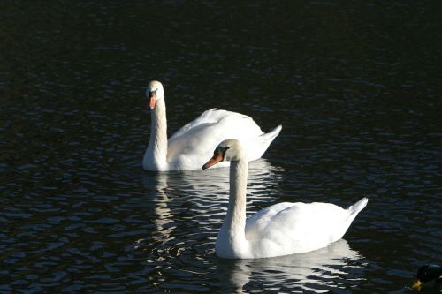 swans water altmühl