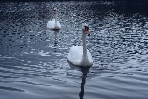 swans direct view bird