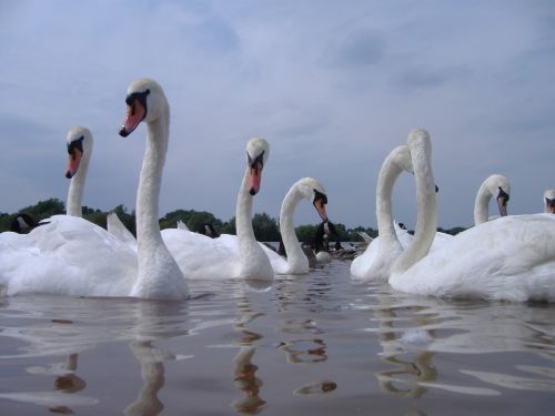 swans water nature