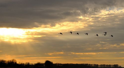 swans beach sunset