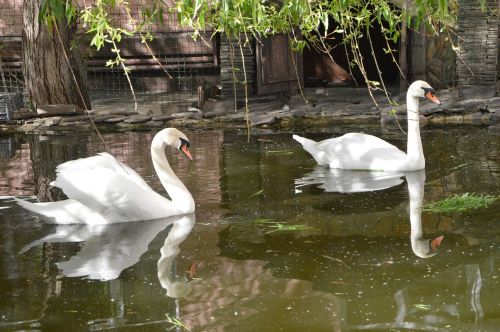 swans birds pond