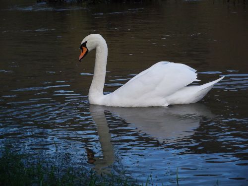 swans swan bird