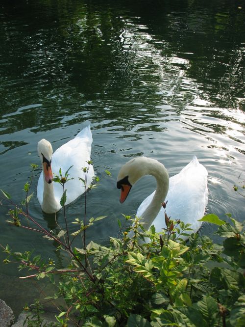 swans water animal