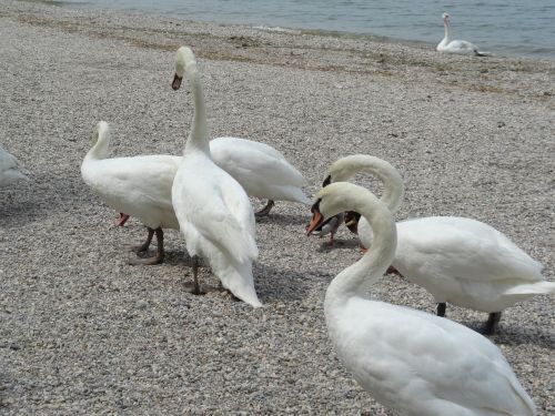 swans lake garda