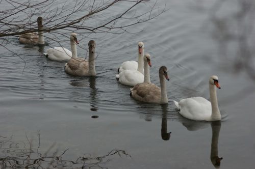 swans winter cold
