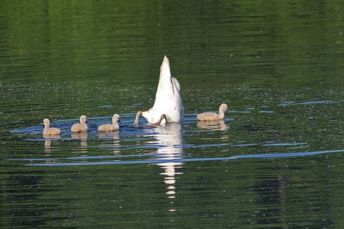 swans chicks water