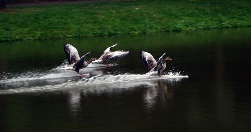 swans fly flight