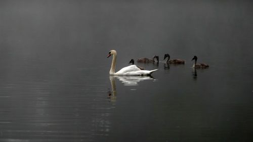 swans swan family mood