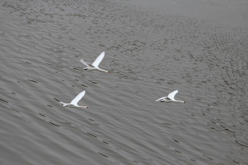 swans formation flight swan