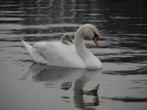 swans cignet baby swan