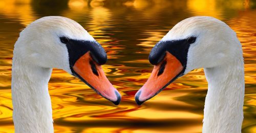 swans swan head water bird