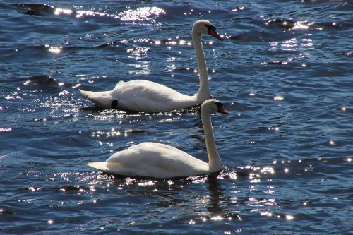 swans birds wildlife