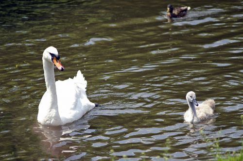 swans birds nature